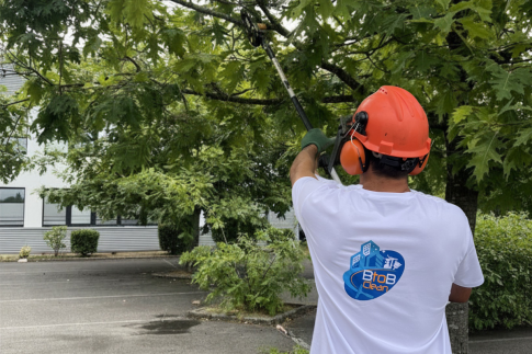 taille-arbre-parking